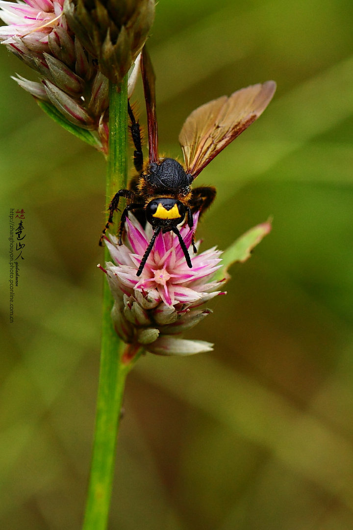 野蜂