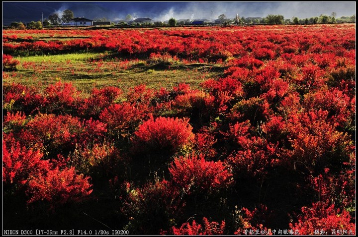 【香格里拉的秋天--狼毒花盛开的草原摄影图片