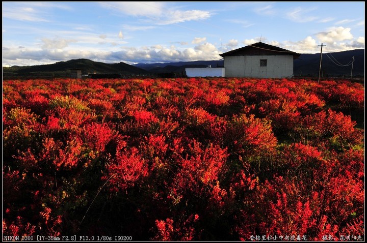 【香格里拉的秋天--狼毒花盛开的草原摄影图片
