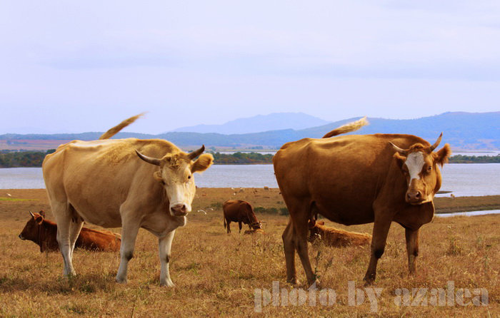 【黄牛摄影图片】黄牛养殖基地生态摄影