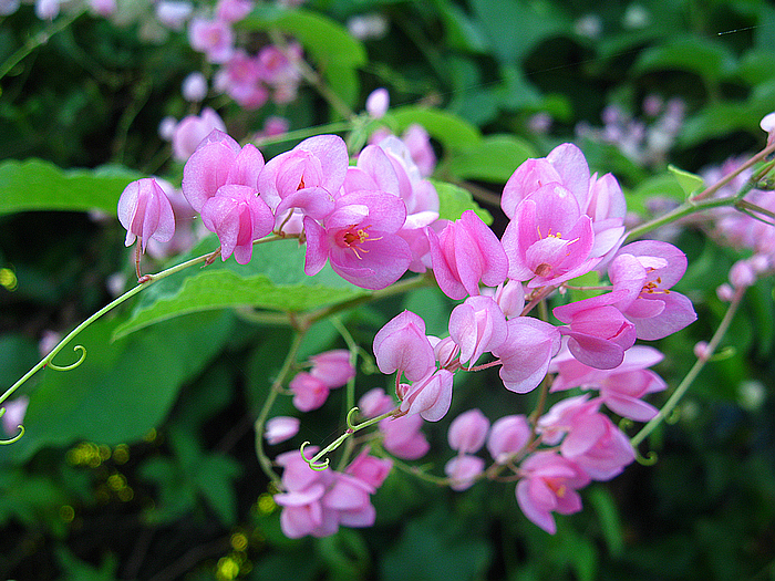 闲花野草