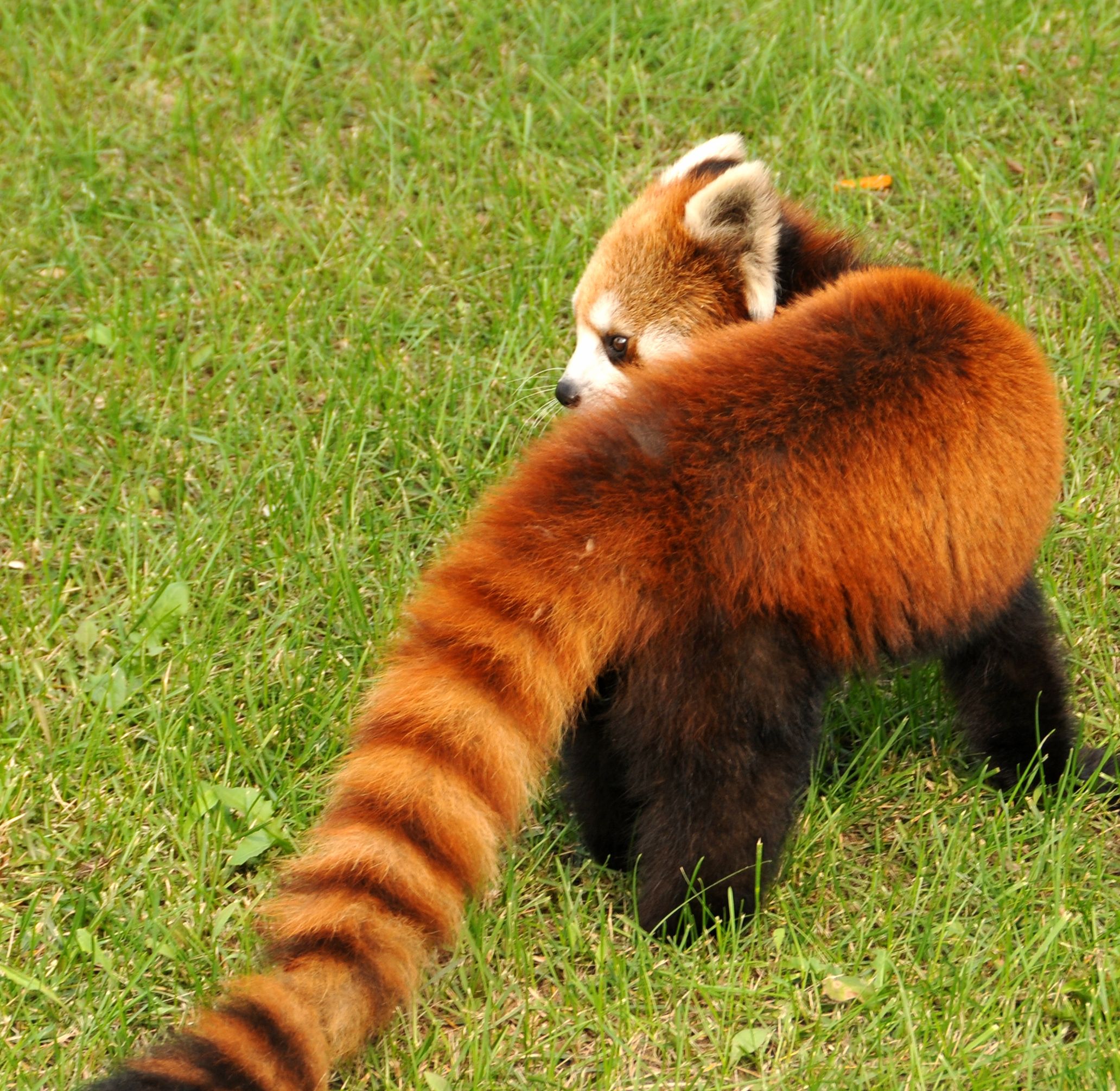 File:福州熊猫世界-熊猫巴斯02.jpg - 维基百科，自由的百科全书