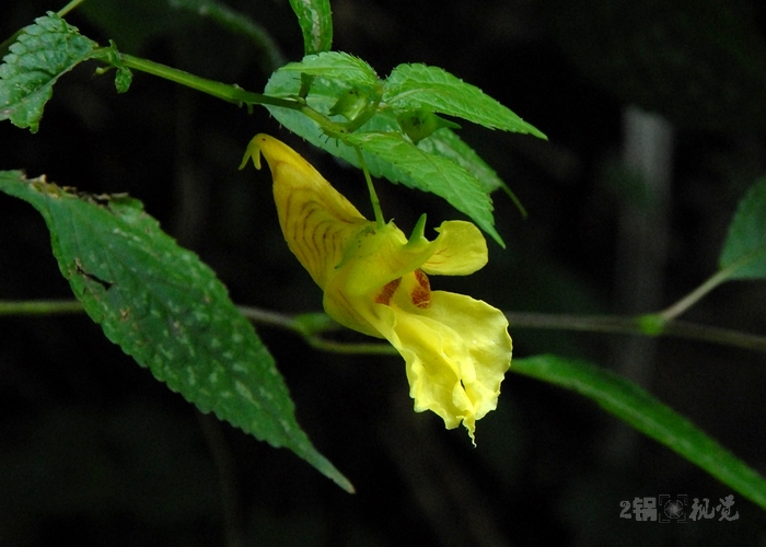 龙虾花