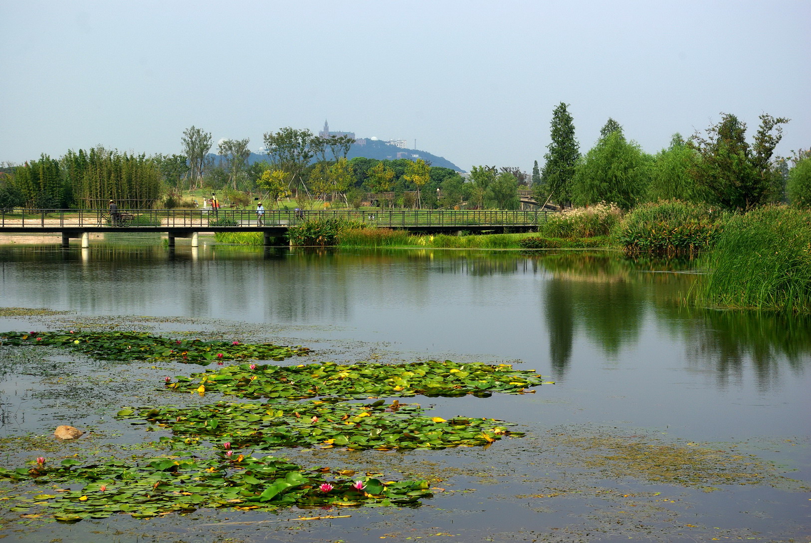 上海辰山植物园沙漠园高清图片下载-正版图片500792143-摄图网