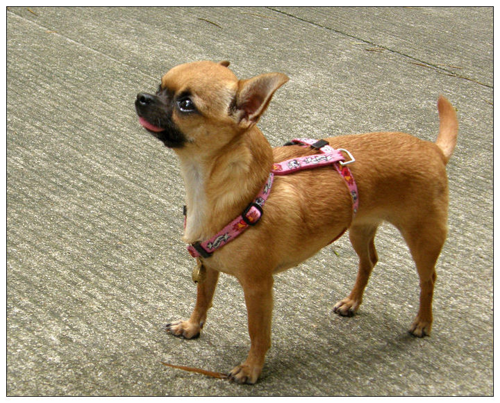 【世界上最小型的犬摄影图片】公园纪实摄影_捕光捉影_太平洋电脑网摄影部落
