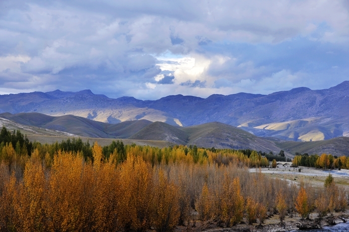 【稻城--青杨林摄影图片】甘孜藏族自治州稻城