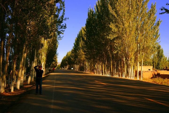 白杨树路边光影