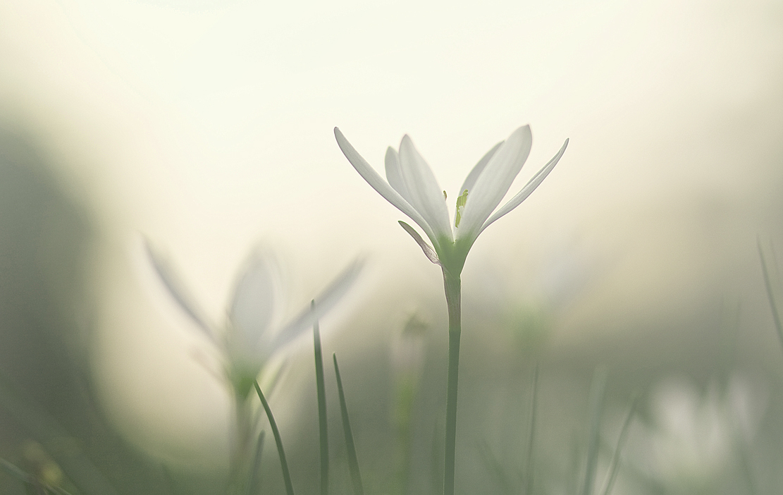 花非花(七)