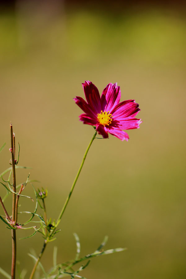 花儿