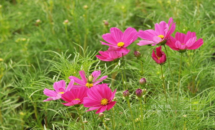 秋花也烂漫