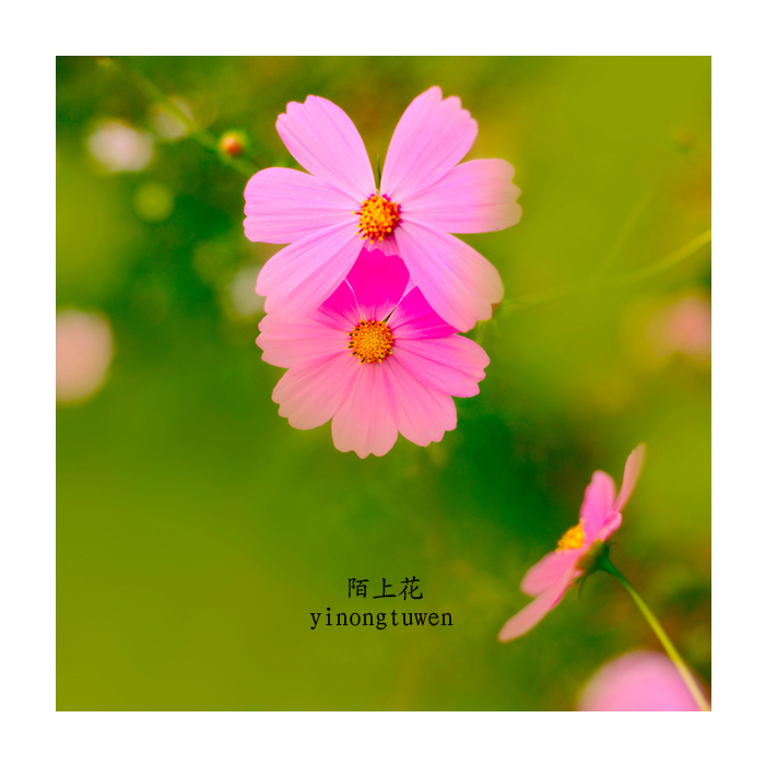 陌上花(二)