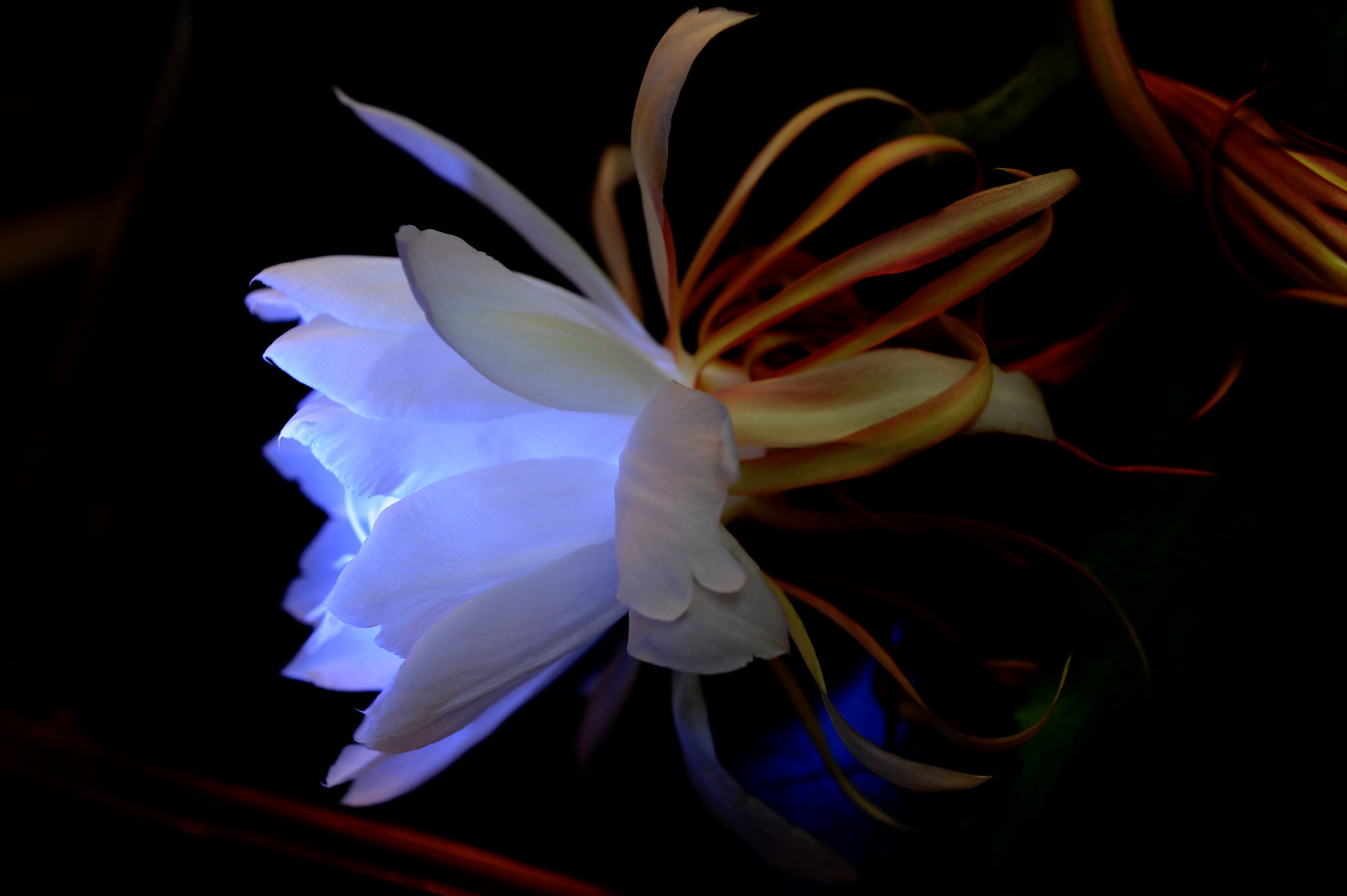 昙花