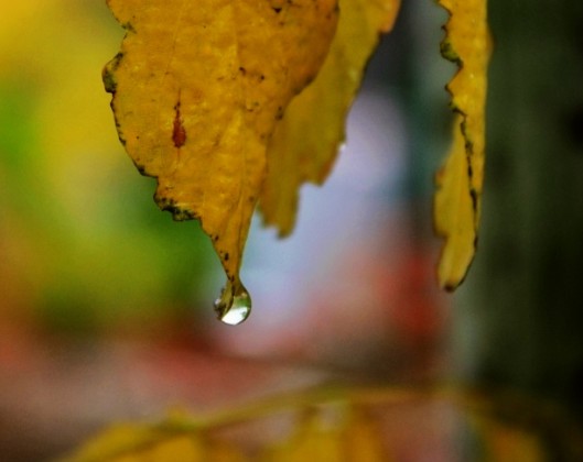 一场秋雨一场寒