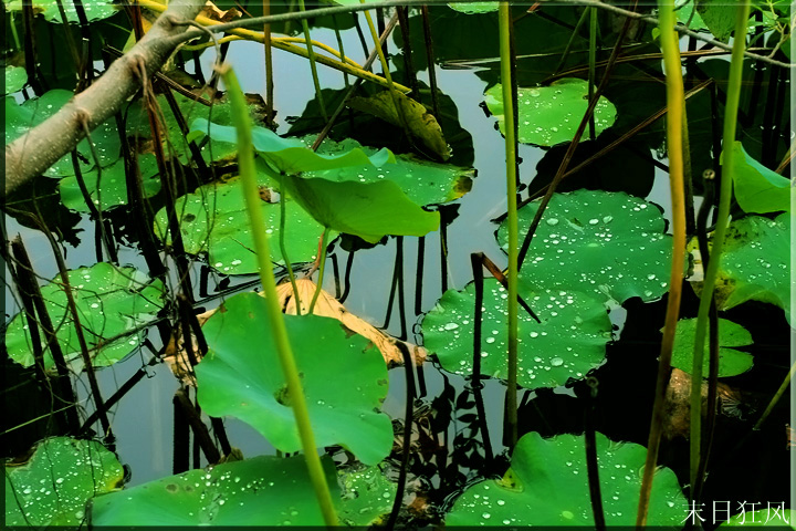【秋天雨后荷塘摄影图片】刺桐公园生态摄影_拥抱自然