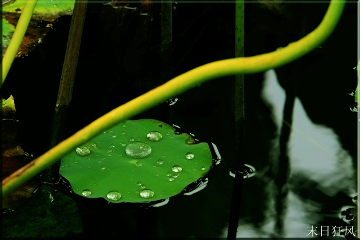 秋天雨后荷塘