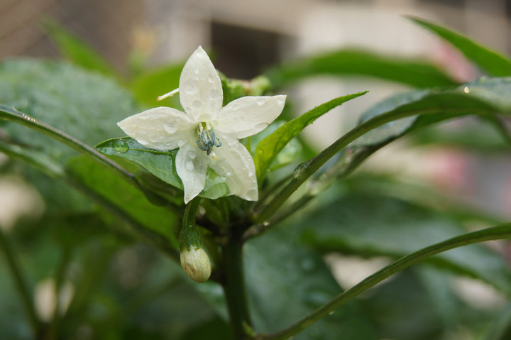 【非花是花摄影图片】城市路边生态摄影_湖光