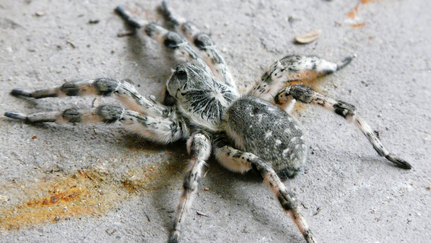 世界上最毒的蜘蛛有哪些(世界上最毒的10种蜘蛛)-生物科普-科普兄弟