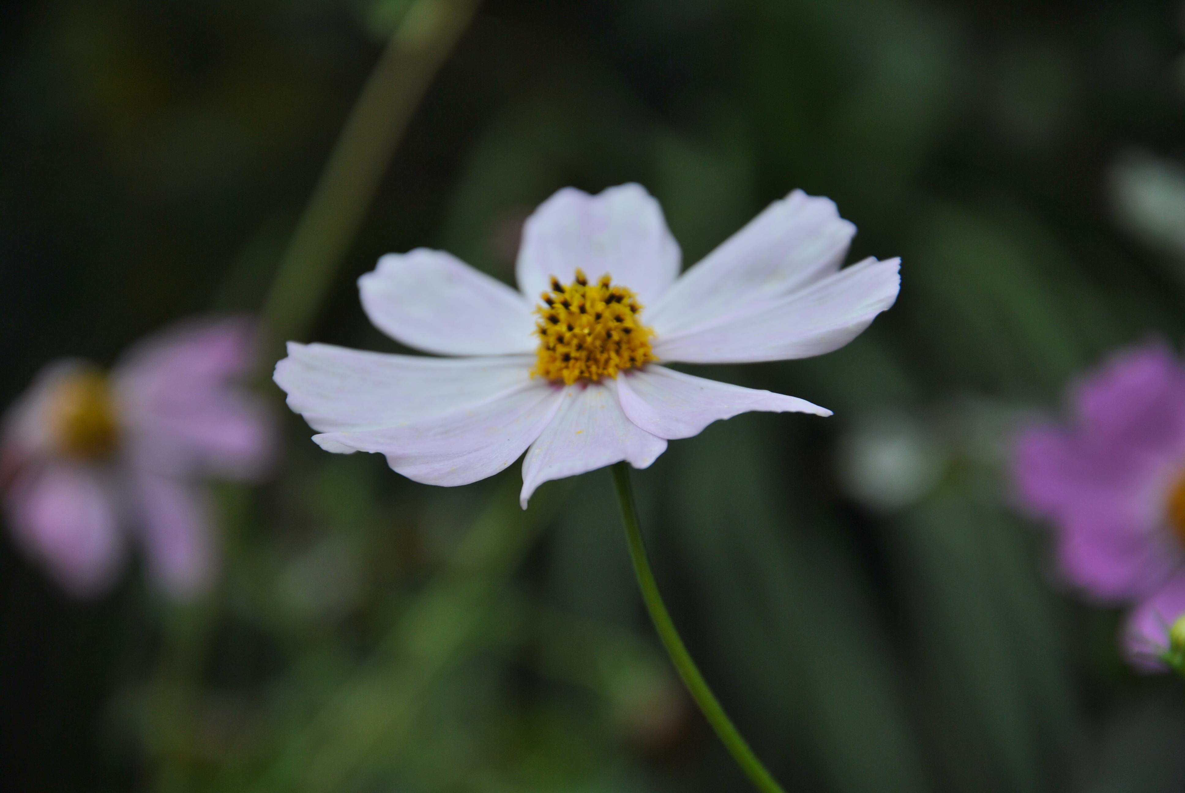 小野花