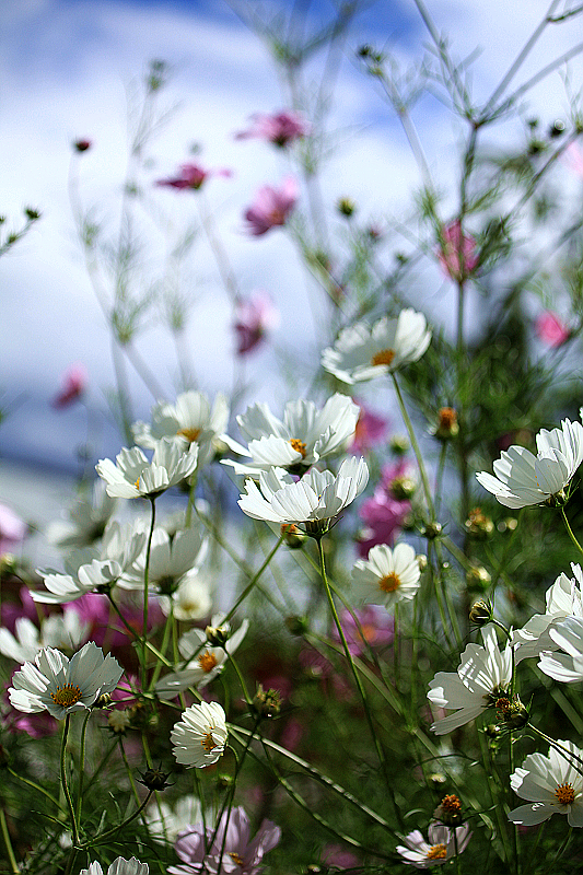 西藏行——雪域格桑花