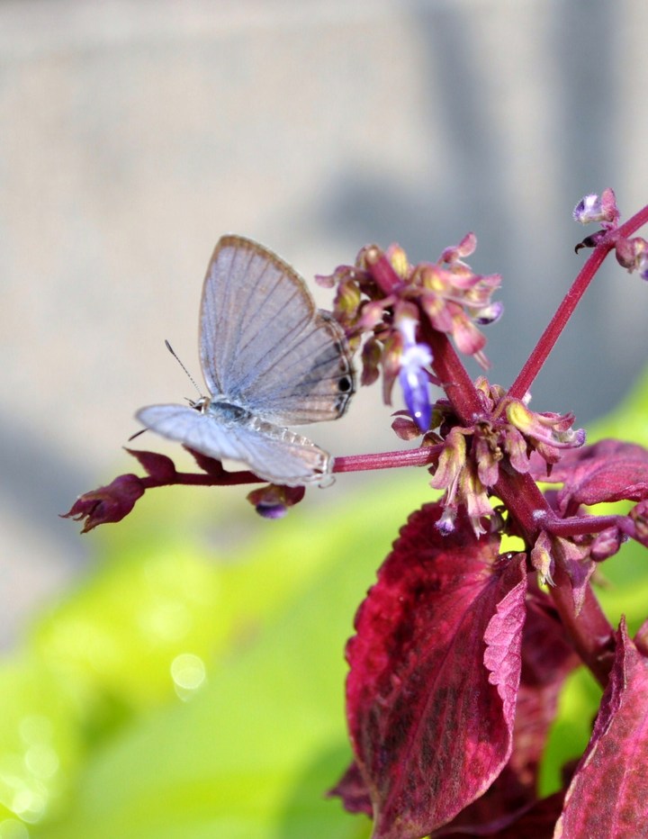 【随拍摄影图片】上海生态摄影_大唐摄郎