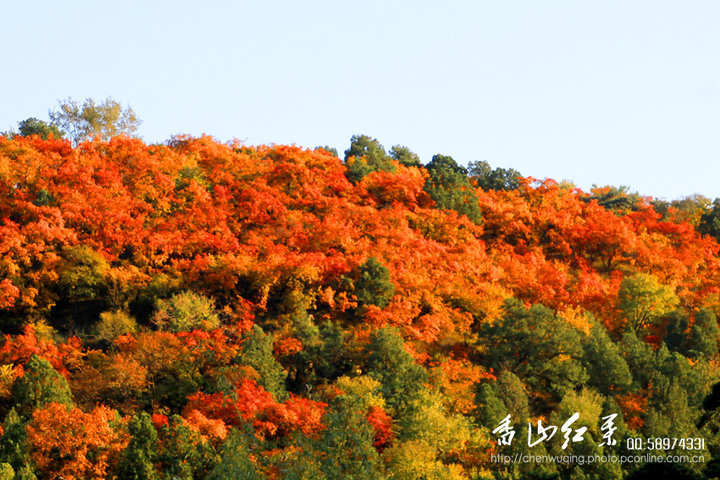 香山红叶