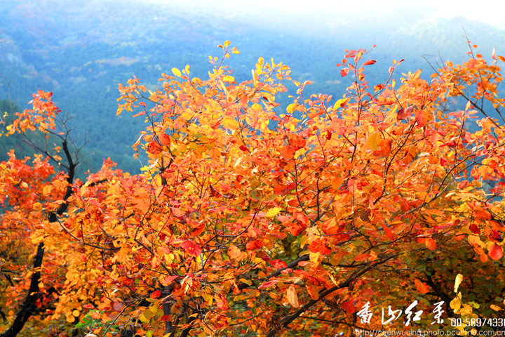 香山红叶