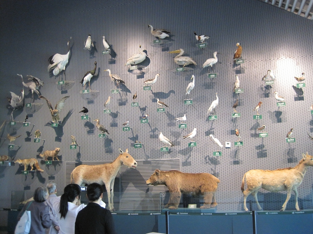 西溪湿地博物馆动物篇