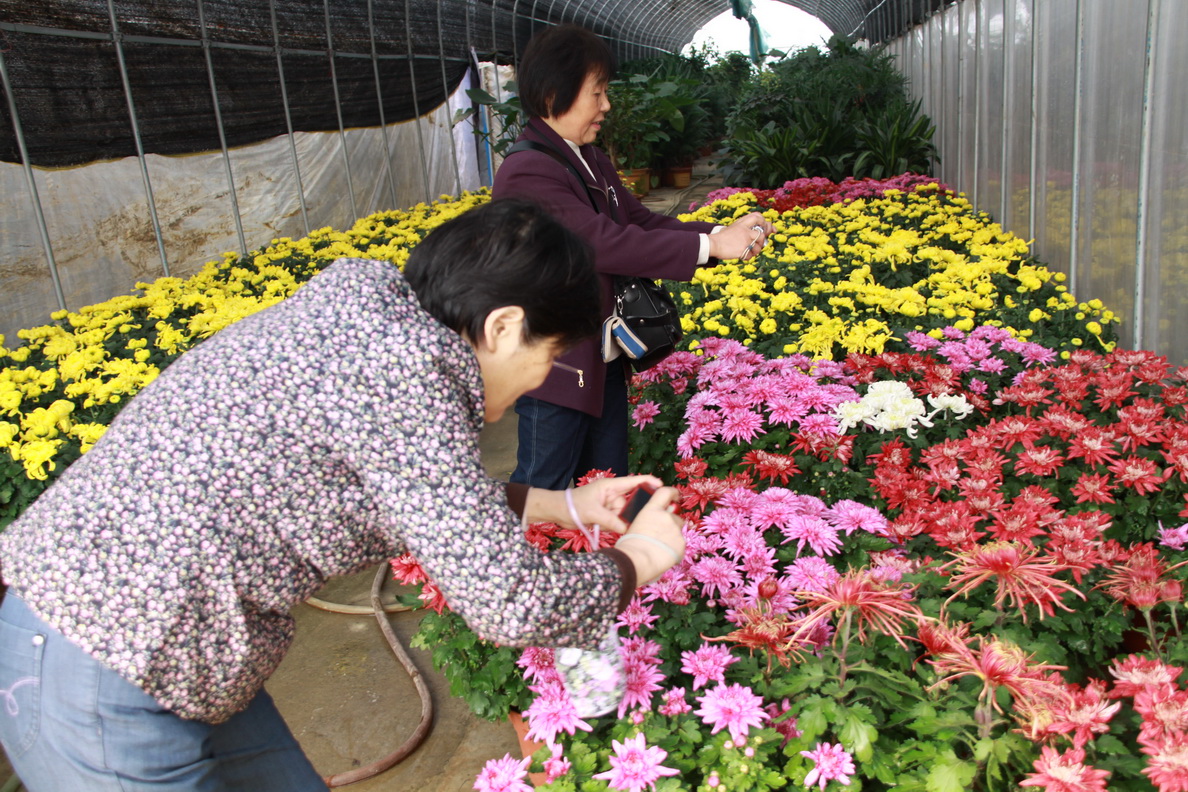 2010年苗交会-肥西花木城盛装等你来!