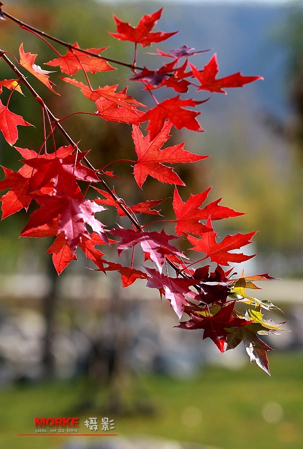 【【金秋赏红叶】摄影图片】陕北风光摄影_默