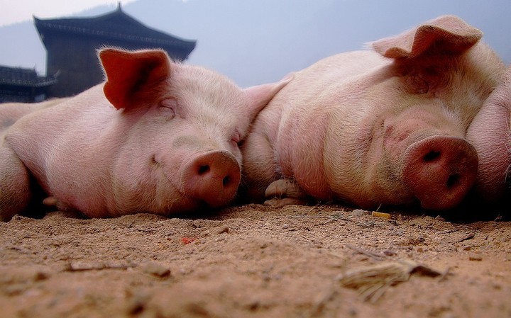 【幸福的猪摄影图片】中国生活摄影