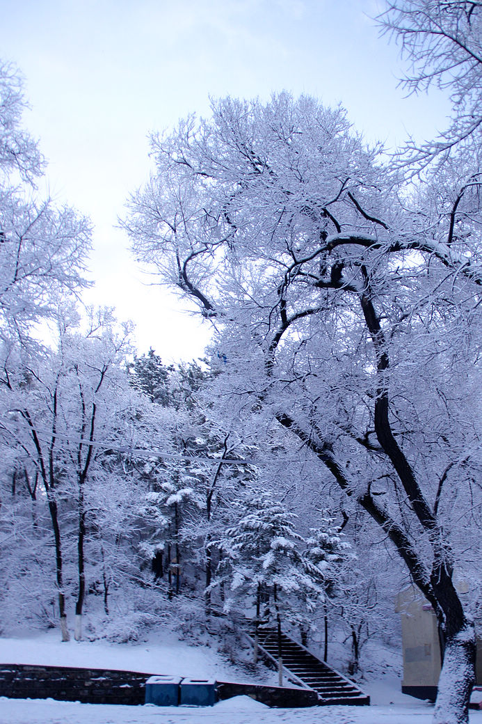 又见满天飞雪时