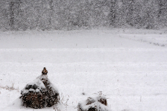 【风雪飘落农家摄影图片】桦甸白山湖风光旅游