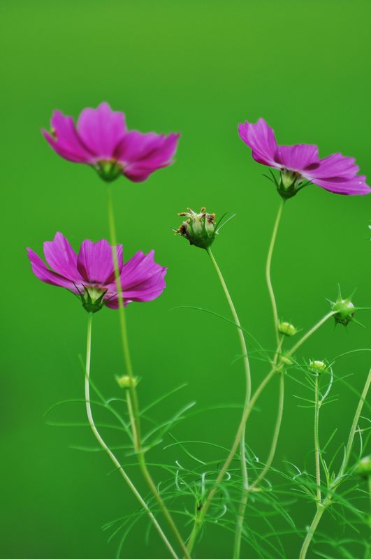 美丽的格桑花