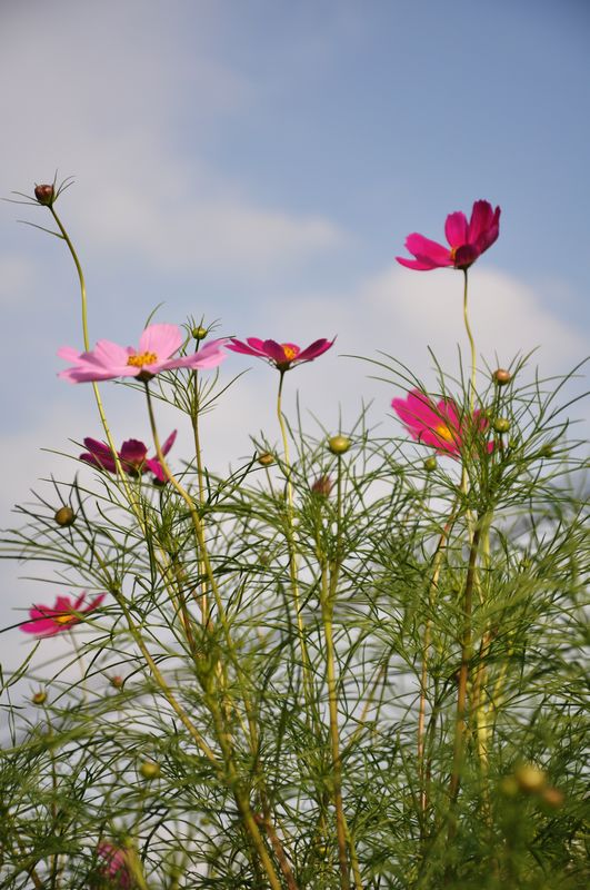 美丽的格桑花