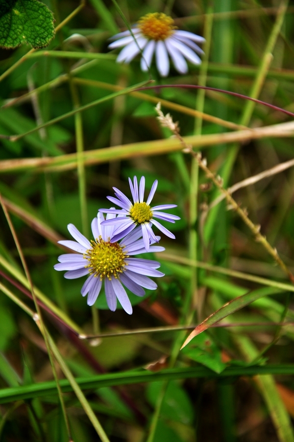 一组山野小花小草