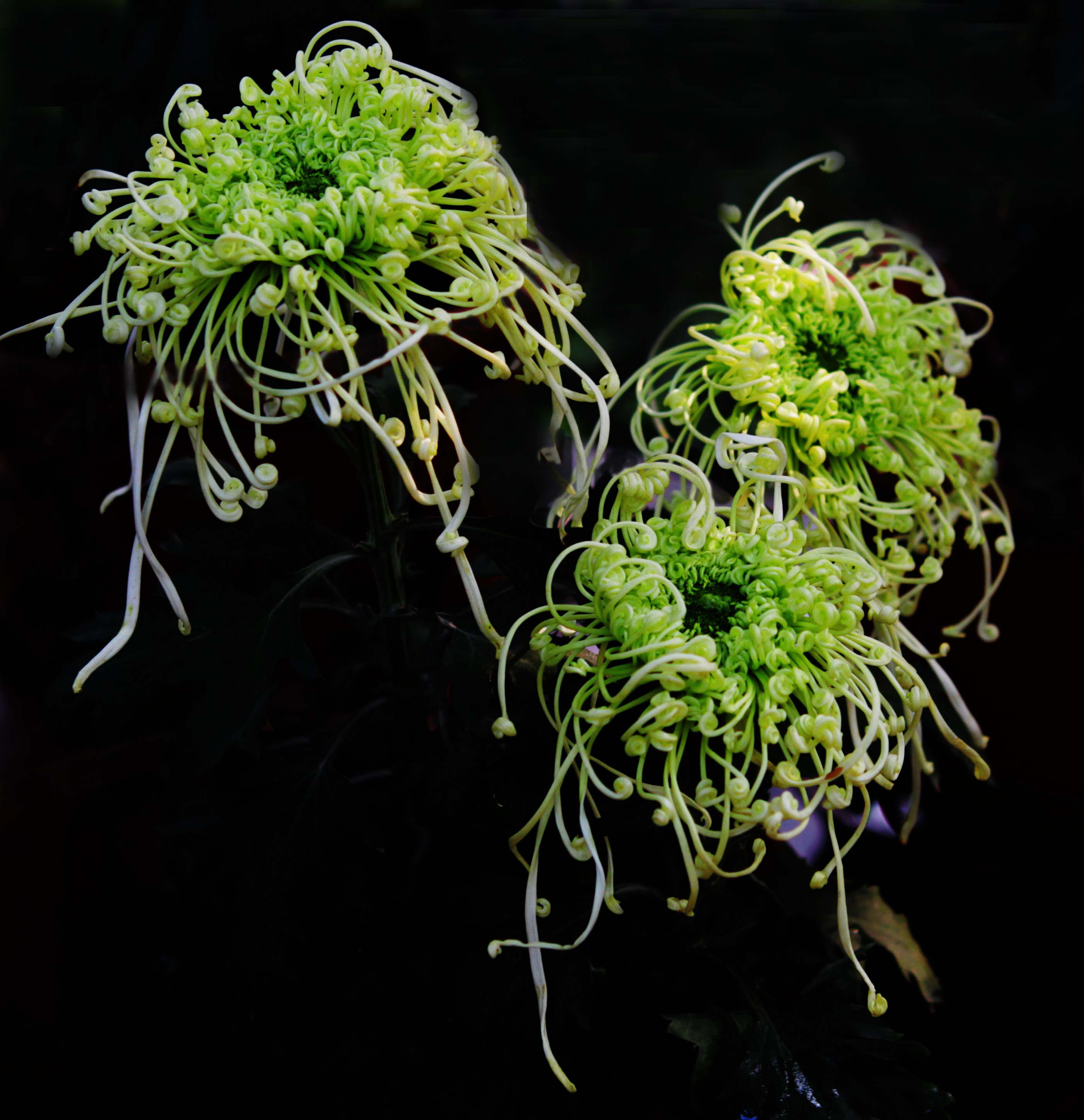 花卉之二秋菊