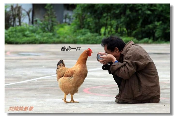 【鸡饿了摄影图片】广西柳州市鹿寨县黄免乡古