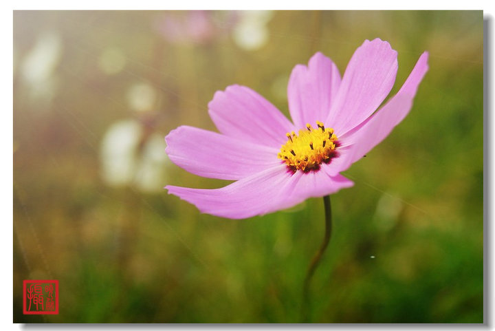 「漂亮小花」