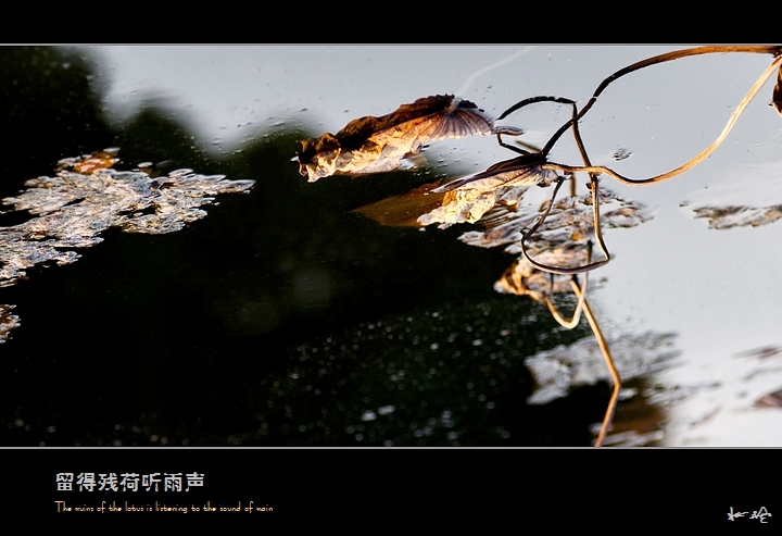 【留得残荷听雨声】