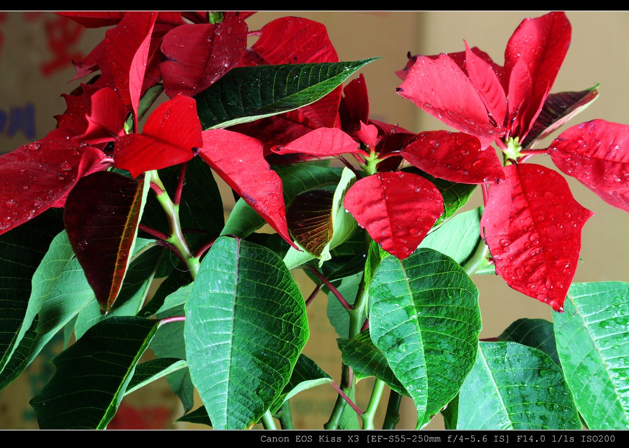 属植物,又名为圣诞花,是在圣诞节用来摆设的红色花卉; 盆景红叶; 曝光