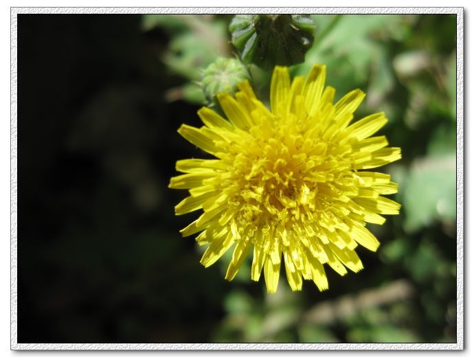 【路边的野花儿摄影图片】成都\/昆明\/大理\/腾冲