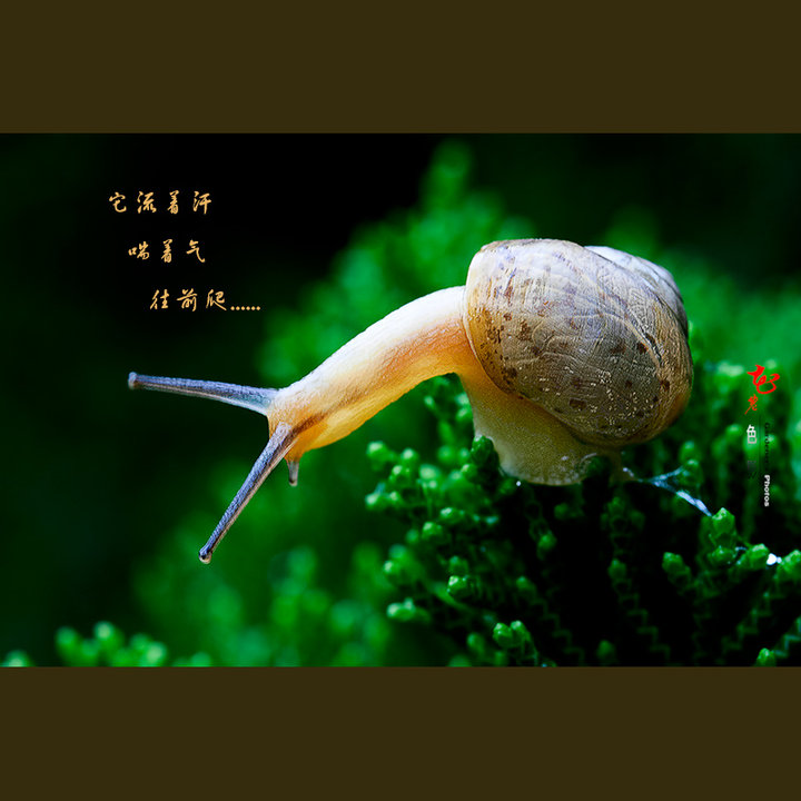 【牵着蜗牛去散步摄影图片】丰庆公园其他摄影_花视界_太平洋电脑网摄影部落