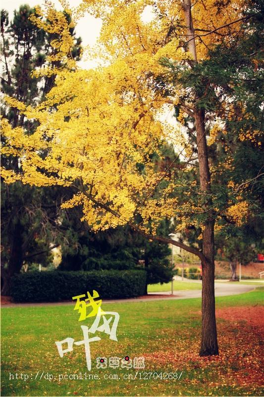 【秋色摄影图片】加州州立大学,东湾分校生态