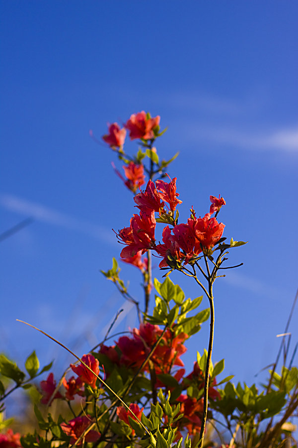 杜鹃花