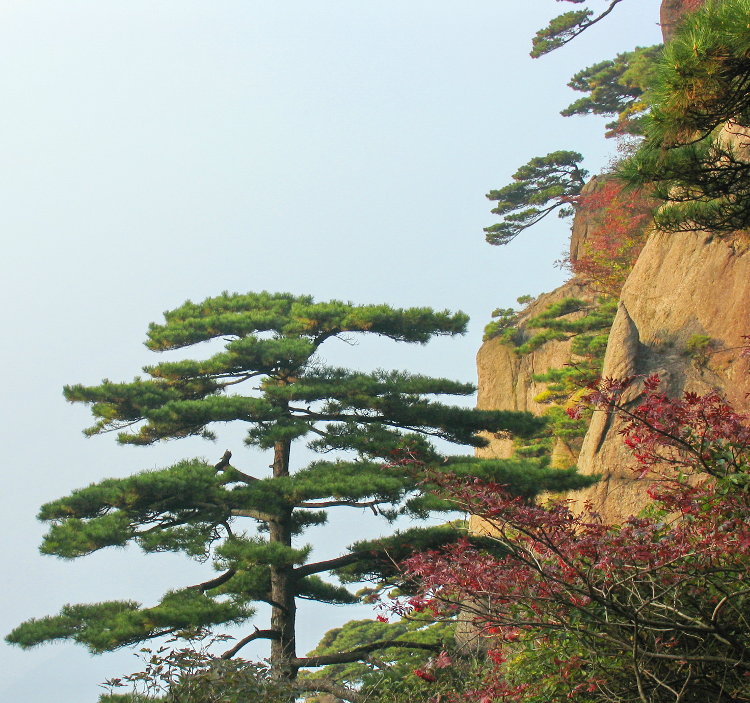 黄山植物松树摄影图高清摄影大图-千库网