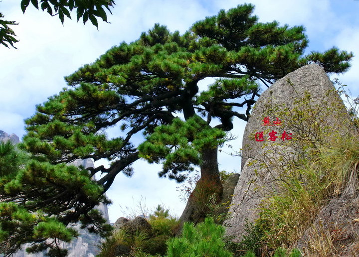 黄山奇松