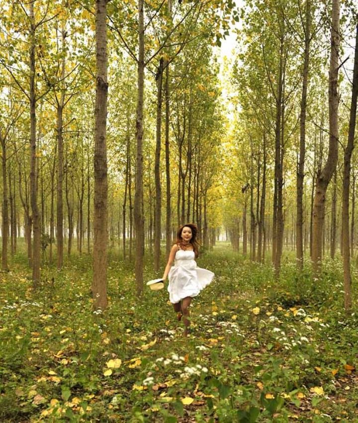 【金秋之摄--杨树林摄影图片】禾阜桥头的杨树