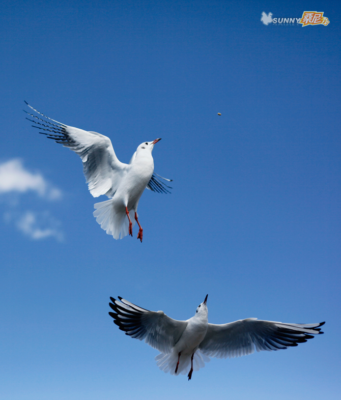 【昆明海鸥摄影图片】昆明海埂大坝、翠湖生态