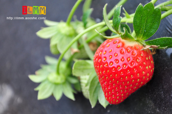 【大草莓和小草莓的故事摄影图片】金沙湾生态