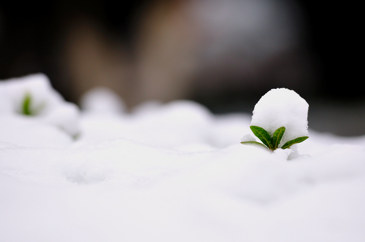 雪天小景